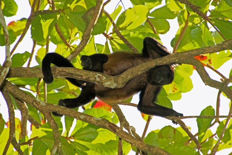 Callicebus aureipalatii.
