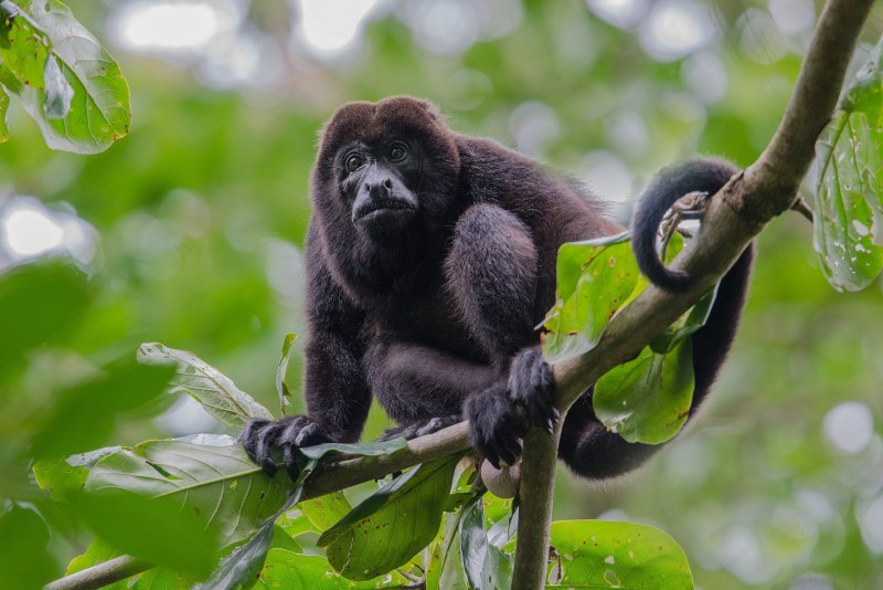 Alouatta Caraya