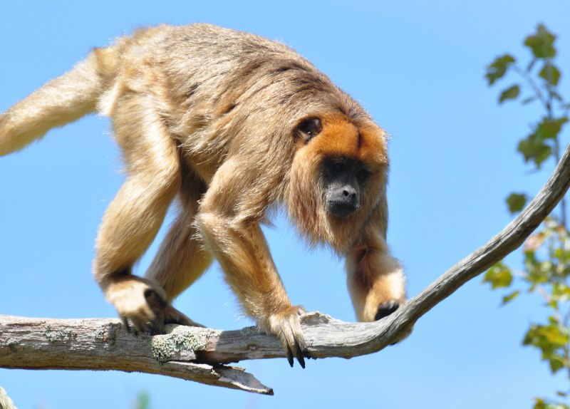 Leontopithecus Chrysomelas