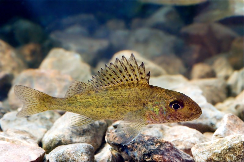 Обыкновенный подкаменщик (COTTUS gobio)