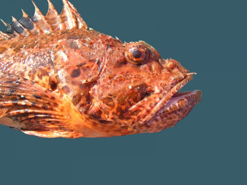Морской Ерш скорпена