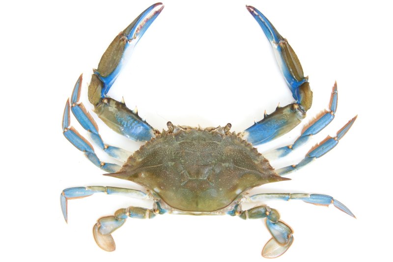Portunus pelagicus краб