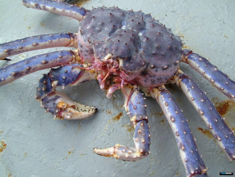 Амурский краб