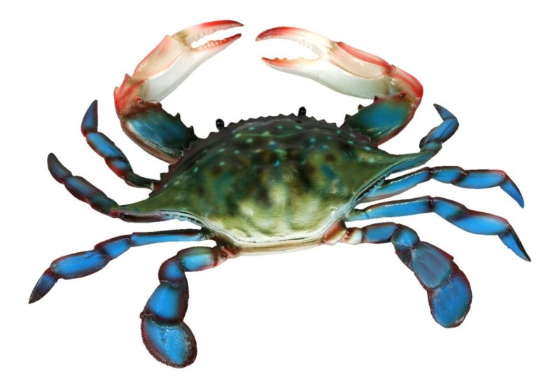 Blue King Crab