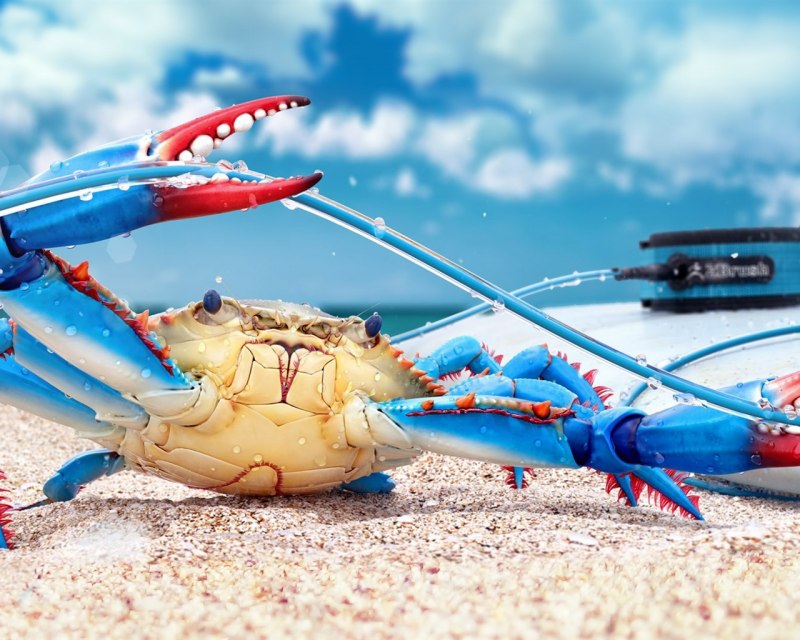 Крабы черного моря