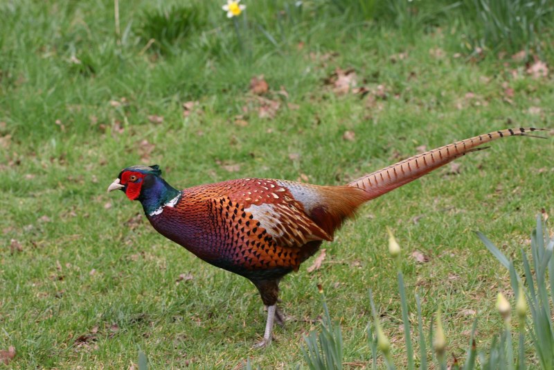 Lophura erythrophthalma