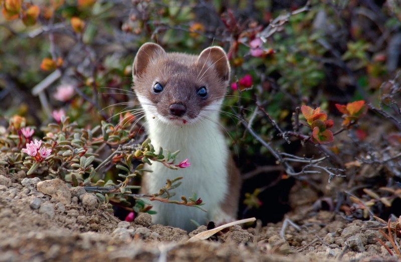 Европейская норка (Mustela lutreola)