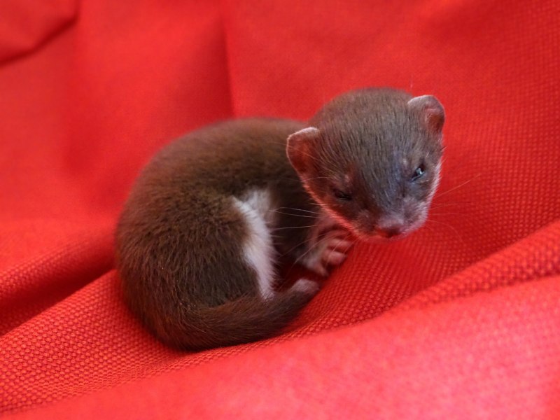 Ласка (Mustela nivalis)