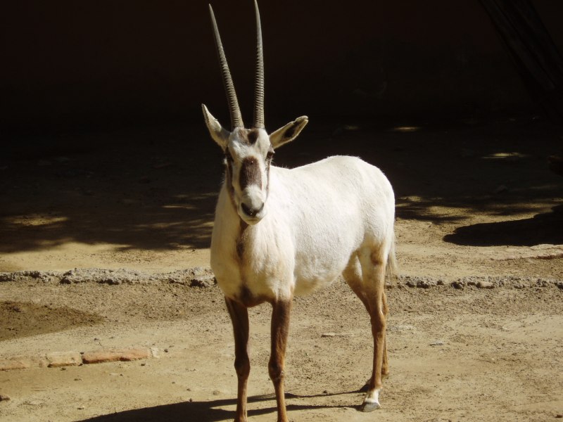 Scimitar-Horned Oryx