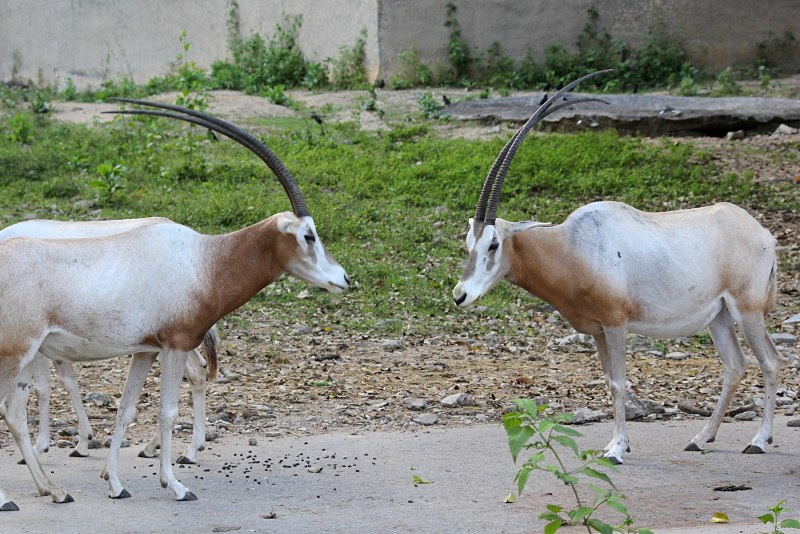 Дубайский пустынный заповедник Dubai Desert Conservation Reserve
