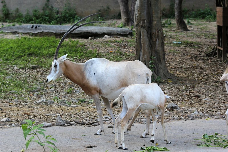 Саблерогий Орикс - saber- Horned Oryx