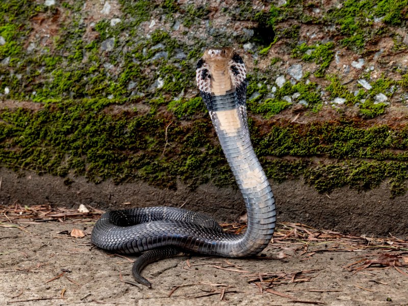 Китайская кобра (53 фото)