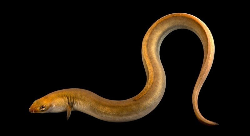Угорь Речной (Anguilla Anguilla (Linnaeus, 1758))