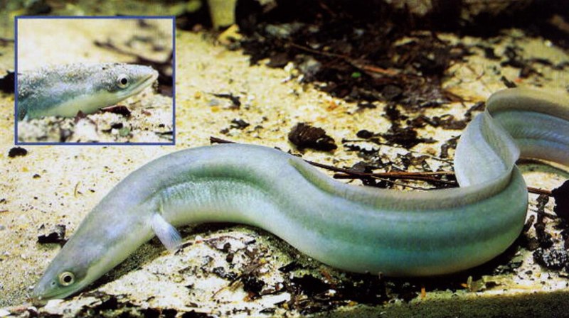 Anguilla japonica угорь