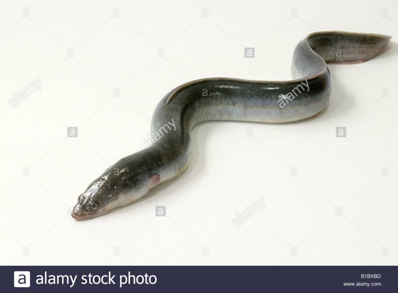 Eel угорь