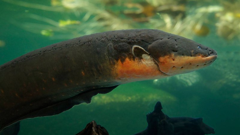Electrophorus electricus