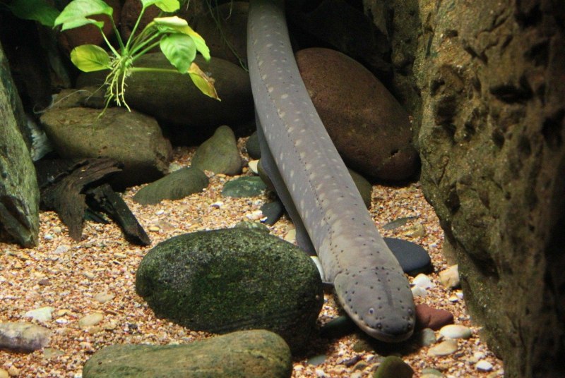 Splendid Garden eel Diet