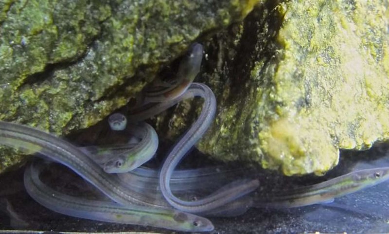 Морской угорь Конгер