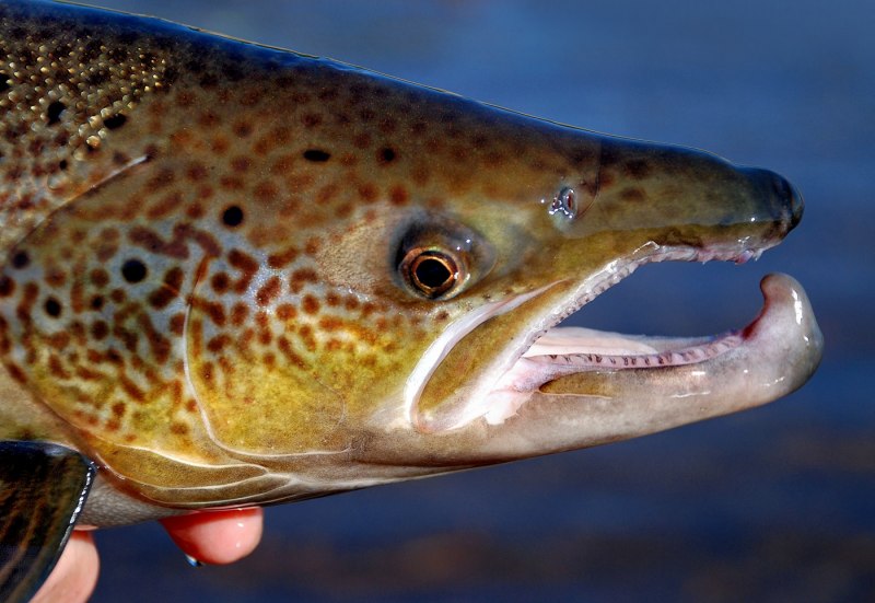 Salmo Salar рыба
