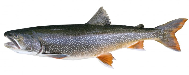 Salvelinus namaycush