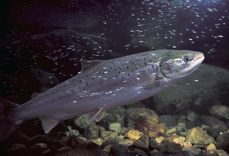 Лосось Salmo Salar