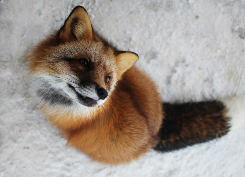 Мраморная лиса (Marble Fox)