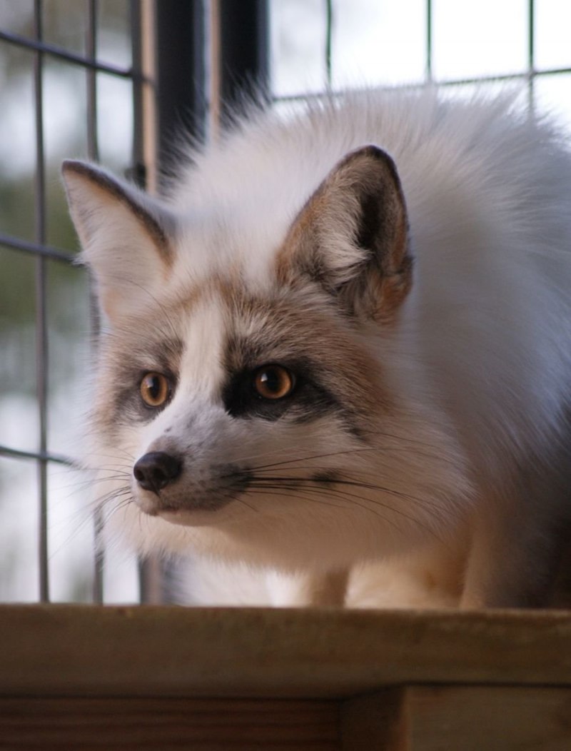 Крестовка / Cross Fox