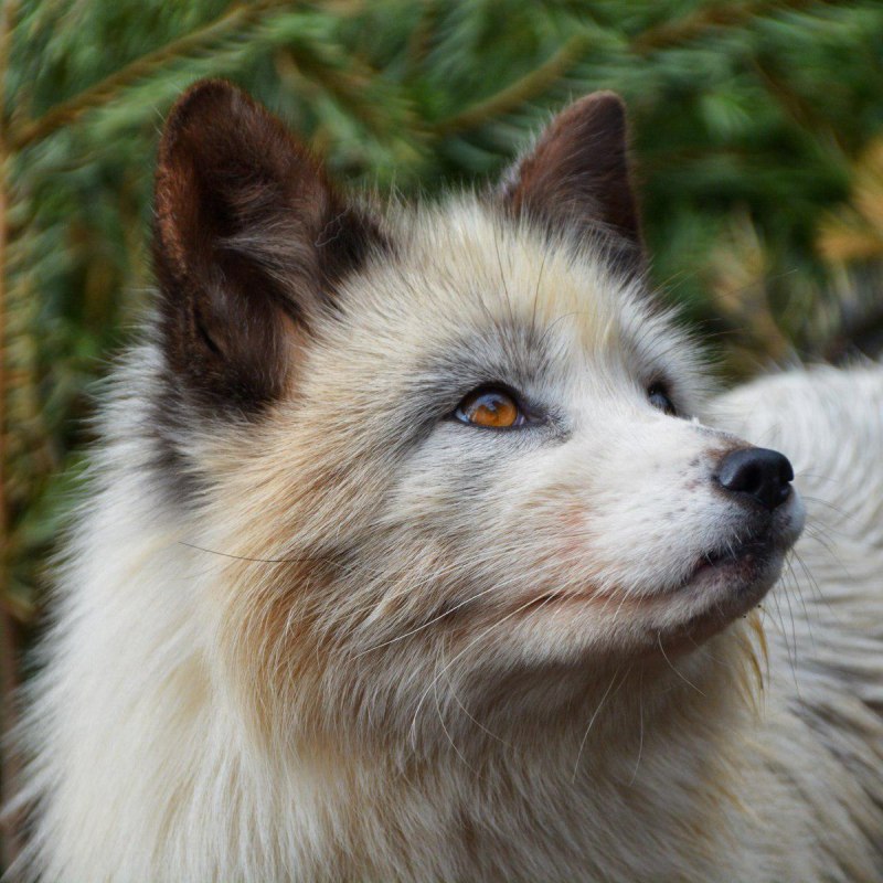 Мраморная лиса (Marble Fox)