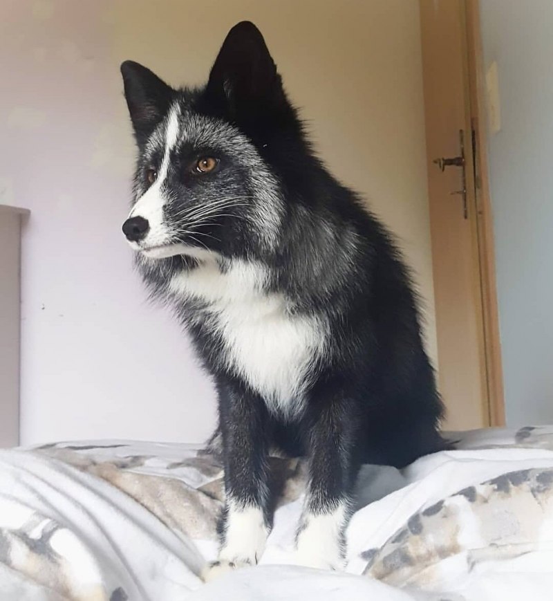 Мраморная лиса (Marble Fox)