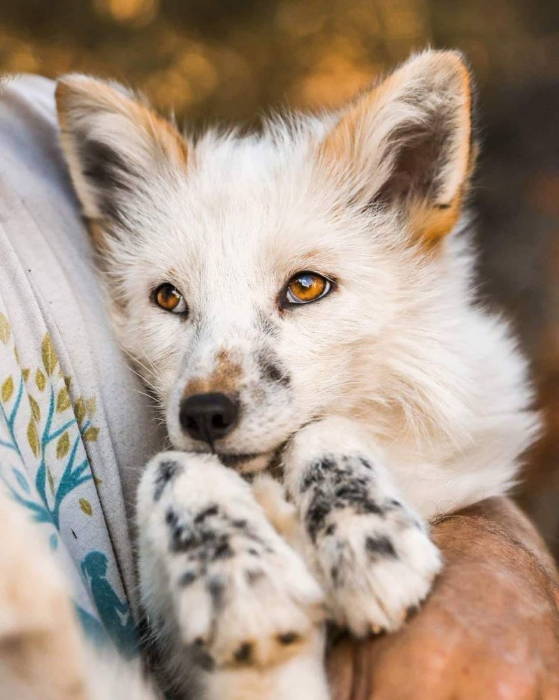 Крестовка / Cross Fox