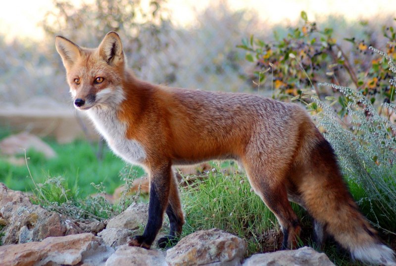 Мраморная лиса (Marble Fox)