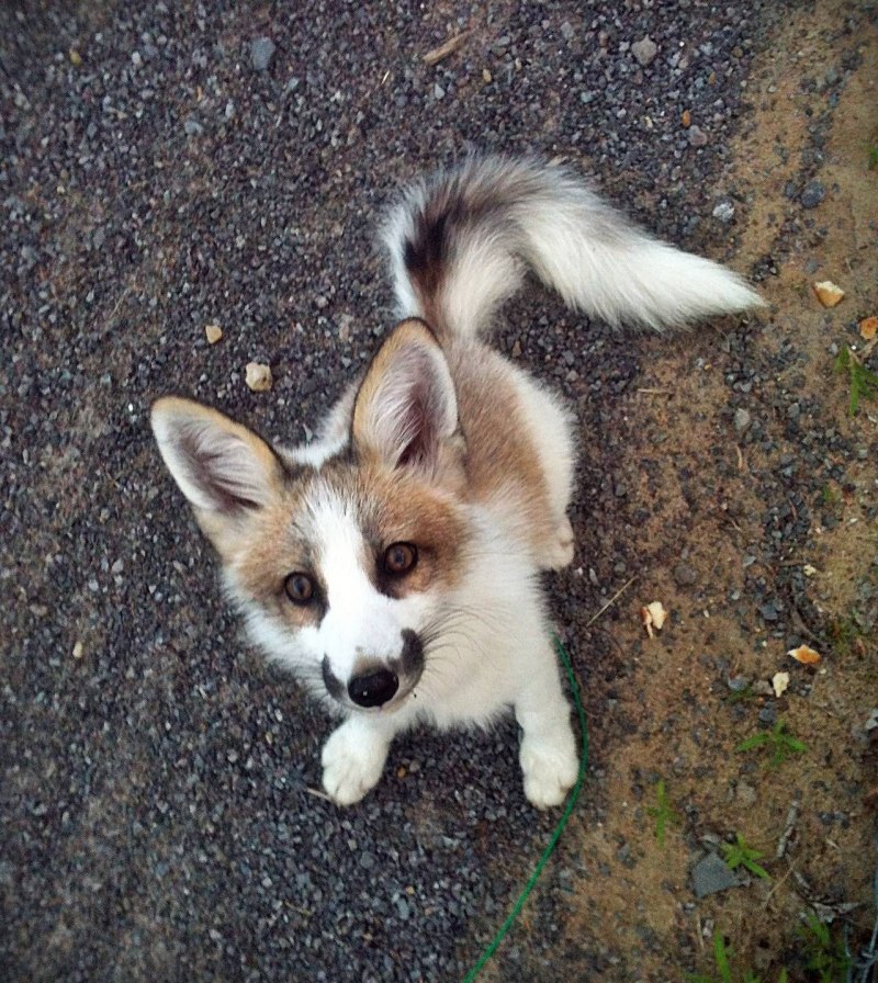 Мраморная лиса (Marble Fox)