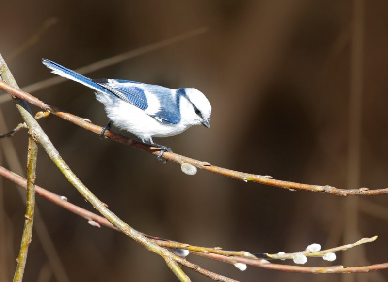 Cyanistes cyanus белая лазоревка