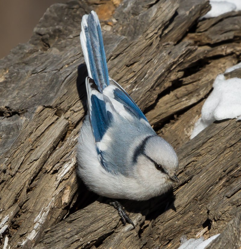 Cyanistes cyanus белая лазоревка