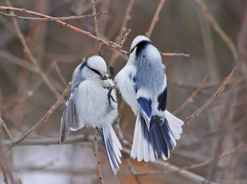 Белая лазоревка (Parus cyanus)