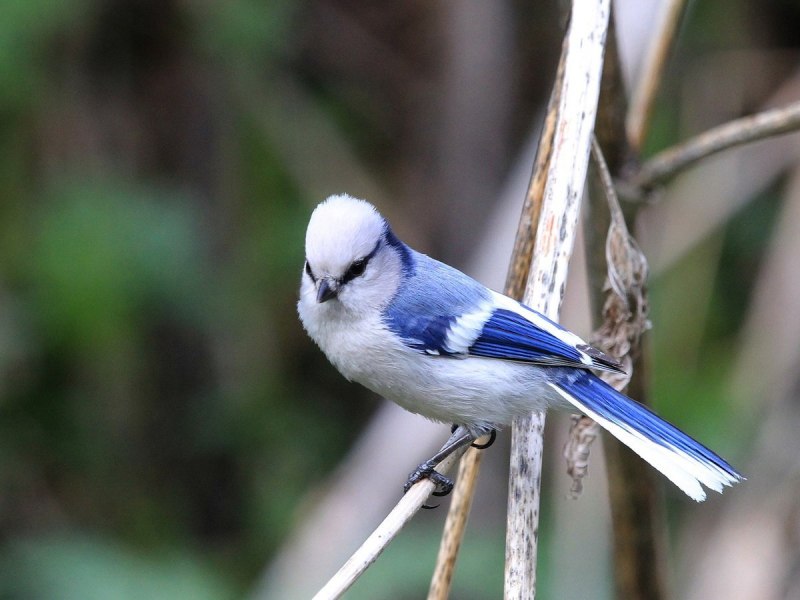 Белая лазоревка (Parus cyanus)