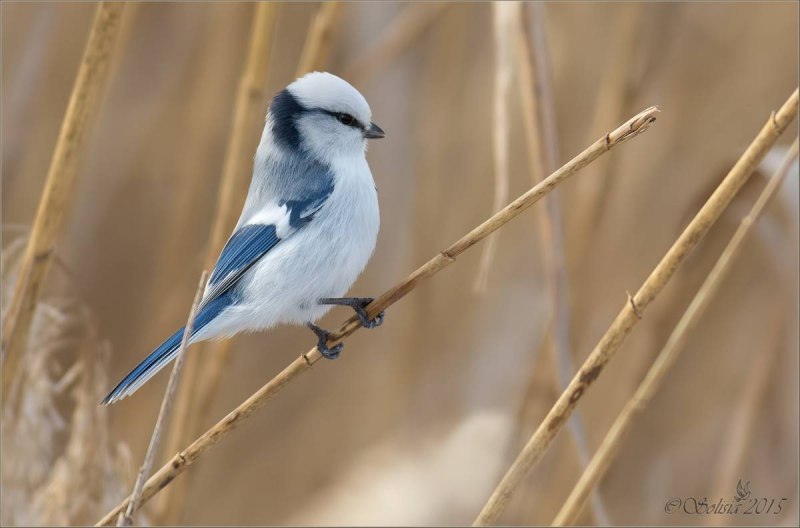 Белая лазоревка (Parus cyanus)