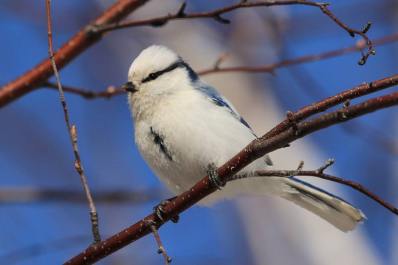 Князёк, или белая лазоревка – Parus cyanus Pallas, 1770