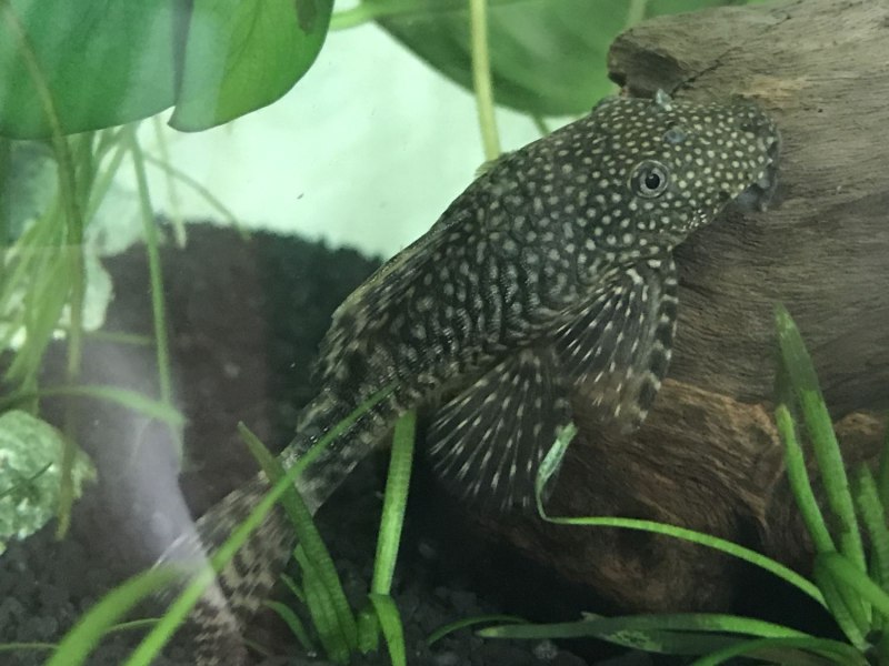 Baryancistrus beggini
