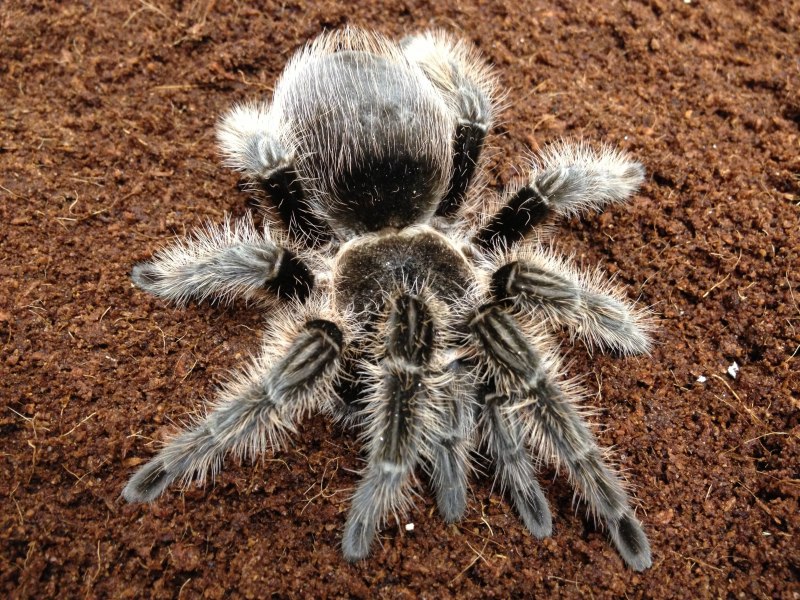 Leucorchestris arenicola