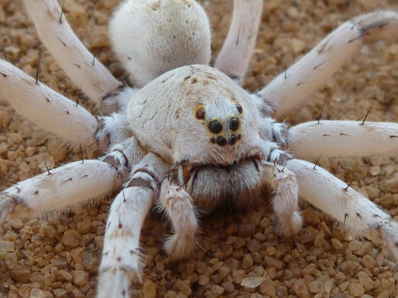 Тарантул Heteroscodra maculata