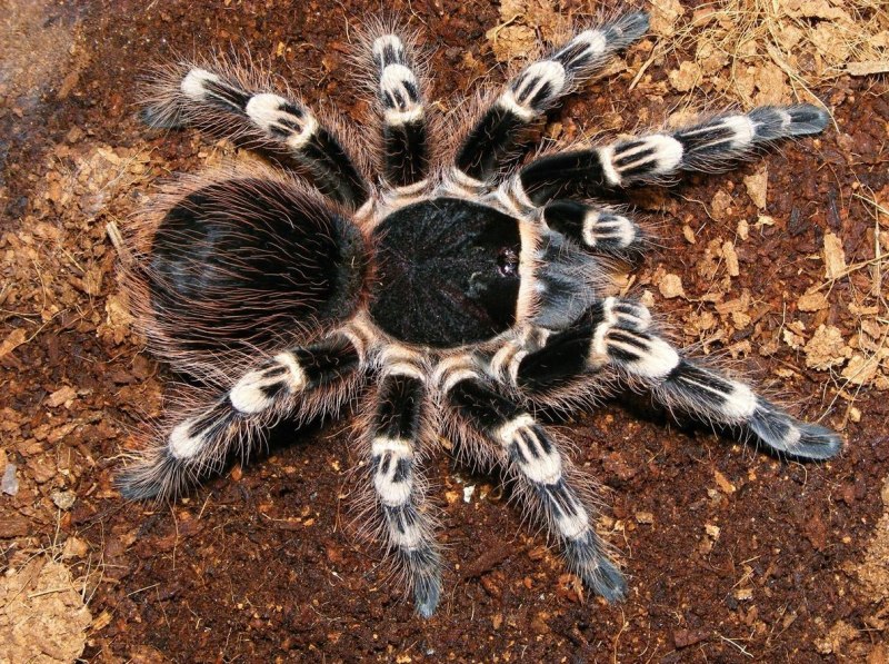 Phidippus mystaceus