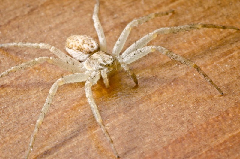 Heterothele villosella
