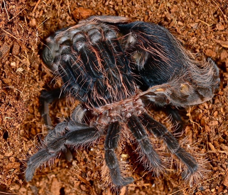Pterinopelma sazimai