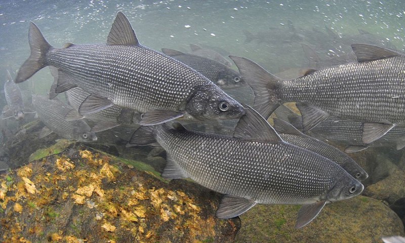 Нельма Stenodus leucichthys Nelma