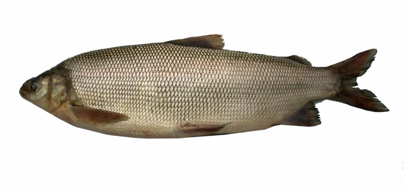 Обыкновенный сиг (Coregonus lavaretus)