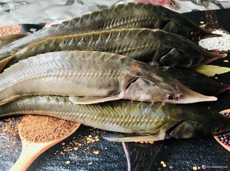 Царская рыба мелкая