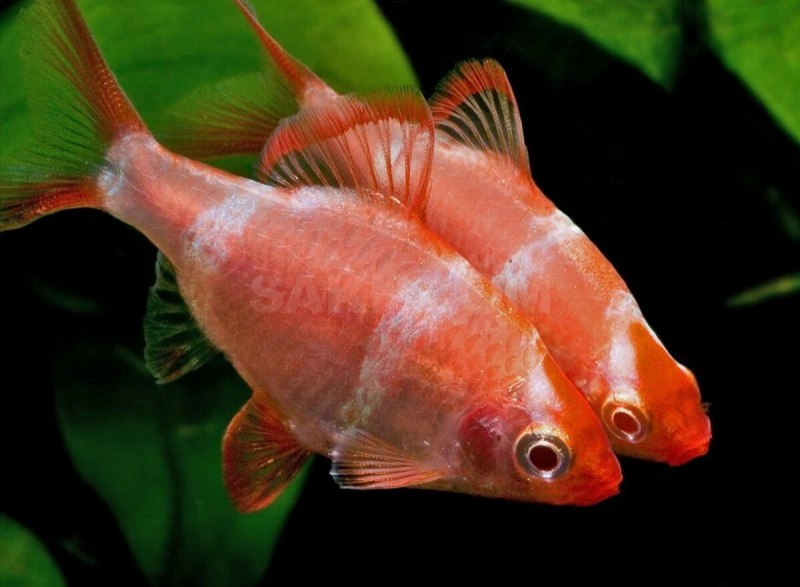 Pethia nigrofasciata