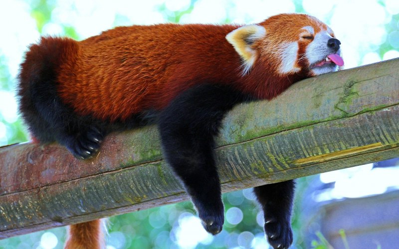 Малая Панда (Ailurus Fulgens