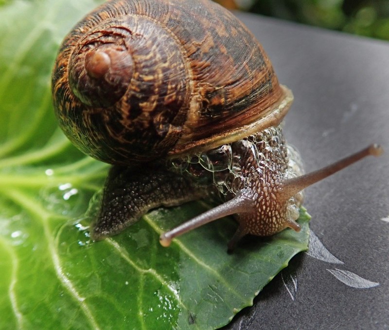 Zospeum tholussum